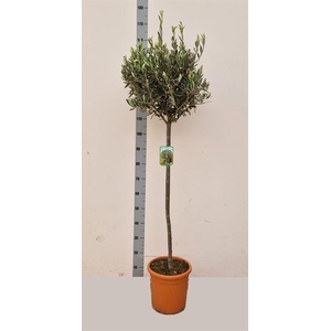 OLEA EUROPAEA