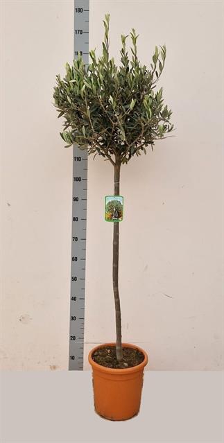 OLEA EUROPAEA