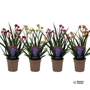 Anigozanthos Beauty Mix in Tray