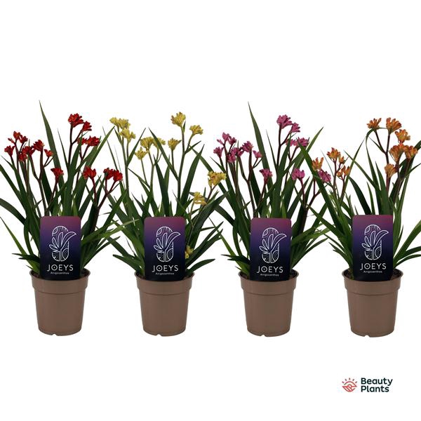 <h4>Anigozanthos Beauty Mix in Tray</h4>