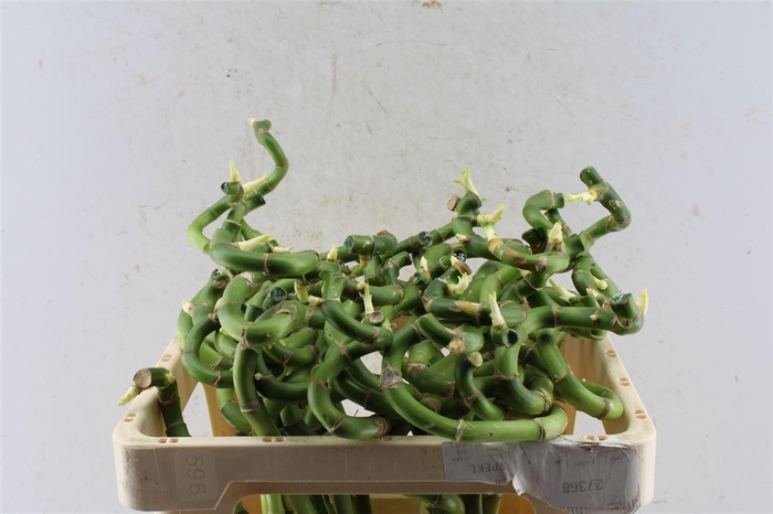 <h4>Drac S Lucky Bamboo</h4>