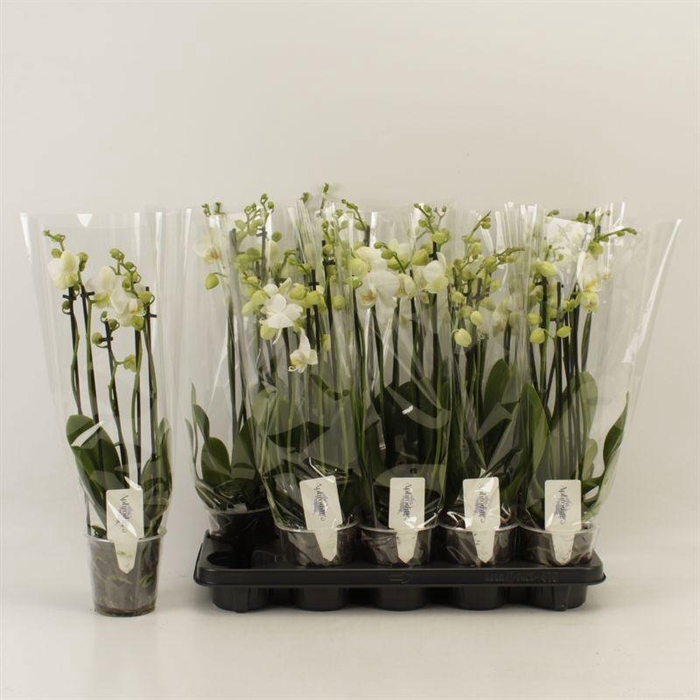 <h4>PHAL OV WIT</h4>