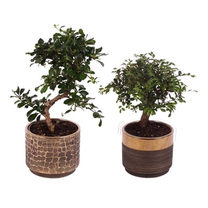 Bonsai Indoor Mix Ø12cm Mix B/S Shape in Ø13cm Ceramic PL568