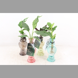 arr3 VD - Venice glas