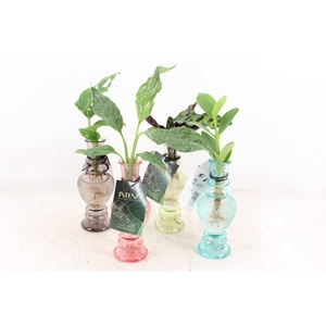 arr3 VD - Venice glas