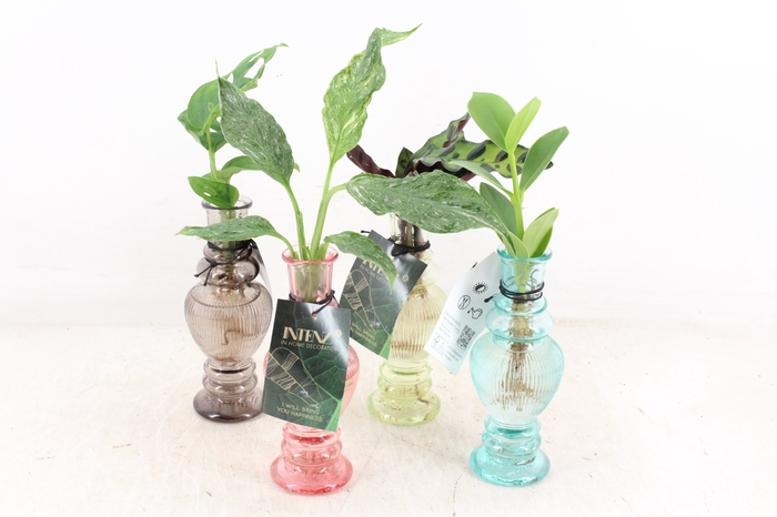 <h4>arr3 VD - Venice glas</h4>