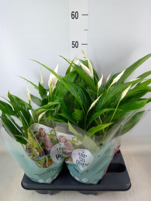 <h4>Spathiphyllum  'Pearl Cupido'</h4>