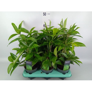 Dracaena surculosa