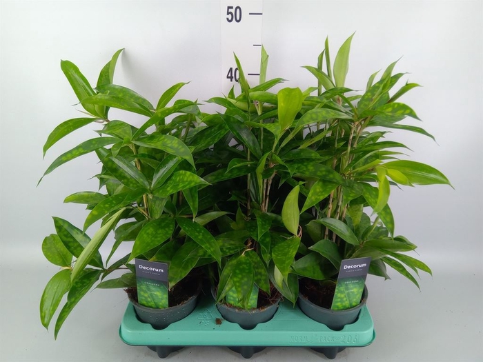 <h4>Dracaena surculosa</h4>