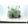 AESCHYNANTHUS RASTA C21