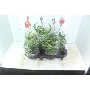 AESCHYNANTHUS RASTA C21