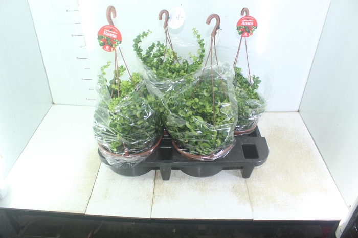 <h4>AESCHYNANTHUS RASTA C21</h4>