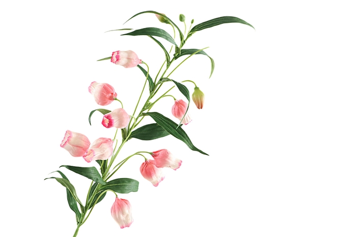 <h4>Sandersonia Pink</h4>