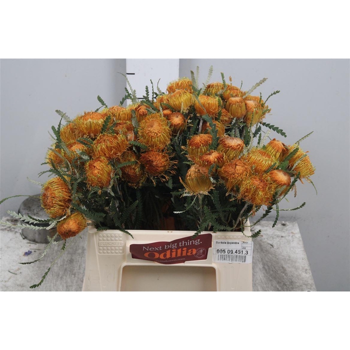 <h4>Banksia Dryandra</h4>