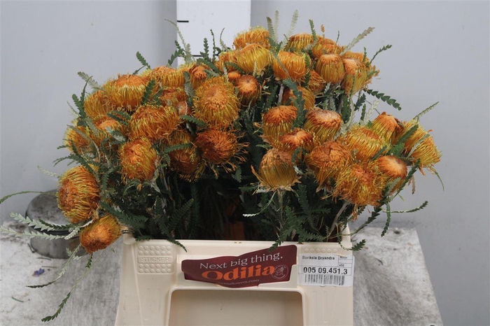 Banksia Dryandra
