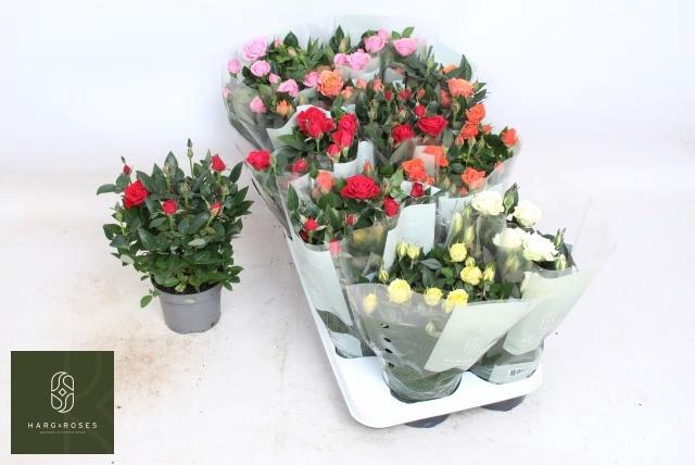 <h4>RO KORDAN GRANDE GEM</h4>