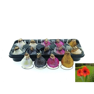 BLOEMBOL HIPPEASTRUM