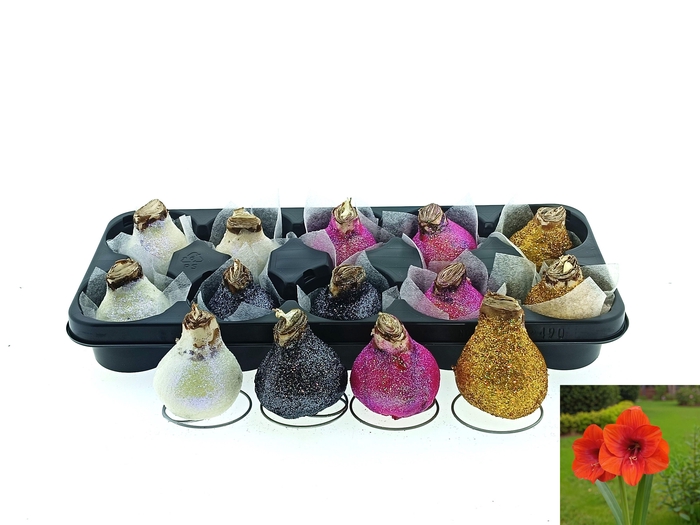 <h4>BLOEMBOL HIPPEASTRUM</h4>