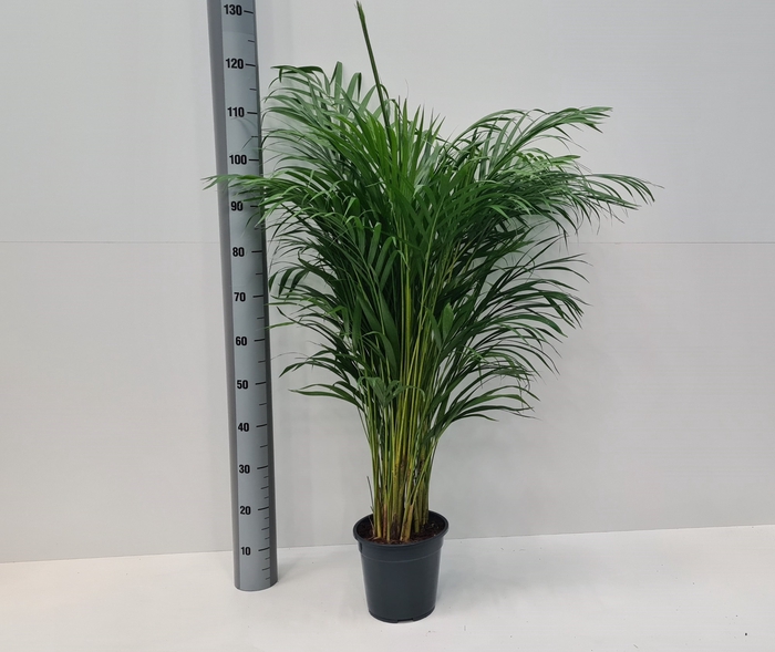 <h4>DYPSIS LUTESCENS</h4>