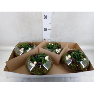 Arr.   Kamerplant Groen L%