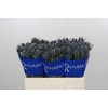 Eryngium Blue Dynamite