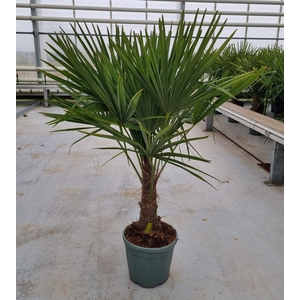 Trachycarpus fortunei