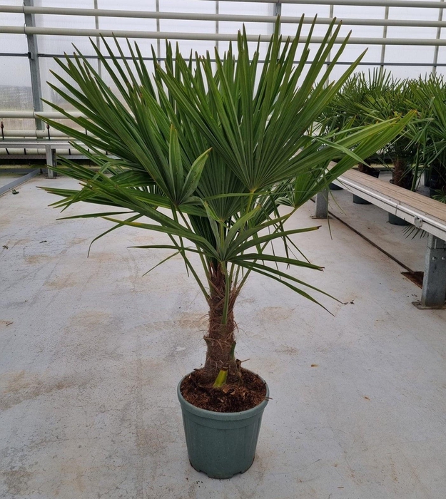 <h4>Trachycarpus fortunei</h4>