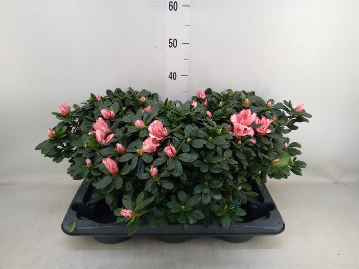 <h4>Rhododendron sim. ...</h4>