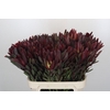 Leucadendron Saf Sunset Dark Red