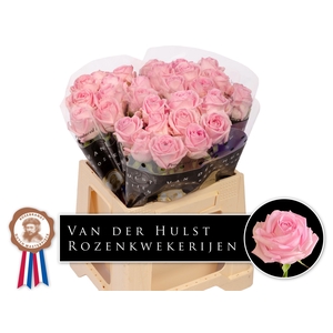 R Gr Zaina Hulst