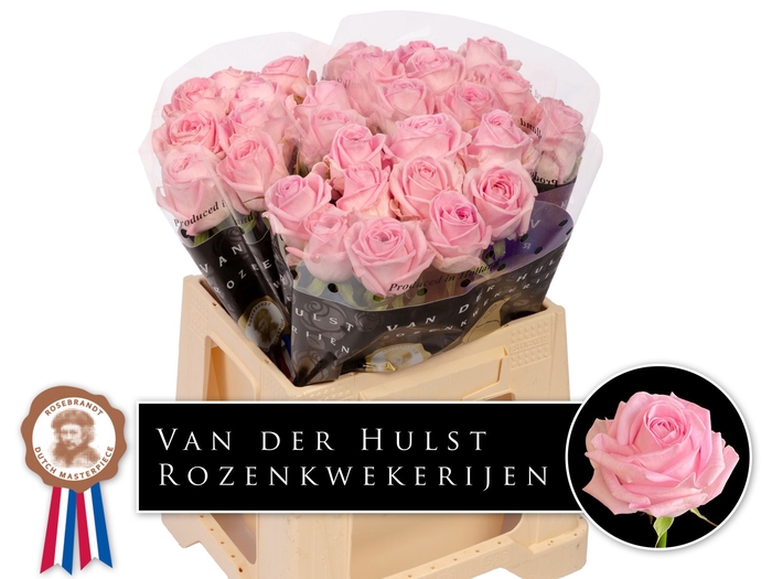 <h4>R Gr Zaina Hulst</h4>