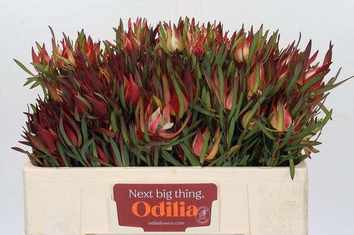 Leucadendron Fireglow Spray