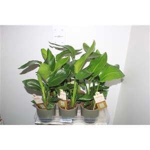 Strelitzia Nicolai In Keramiek