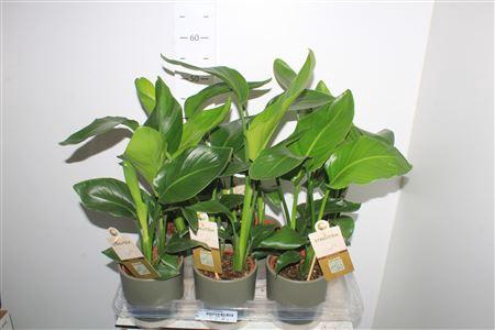 <h4>Strelitzia Nicolai In Keramiek</h4>