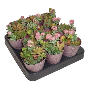 ARR SUCCULENTEN