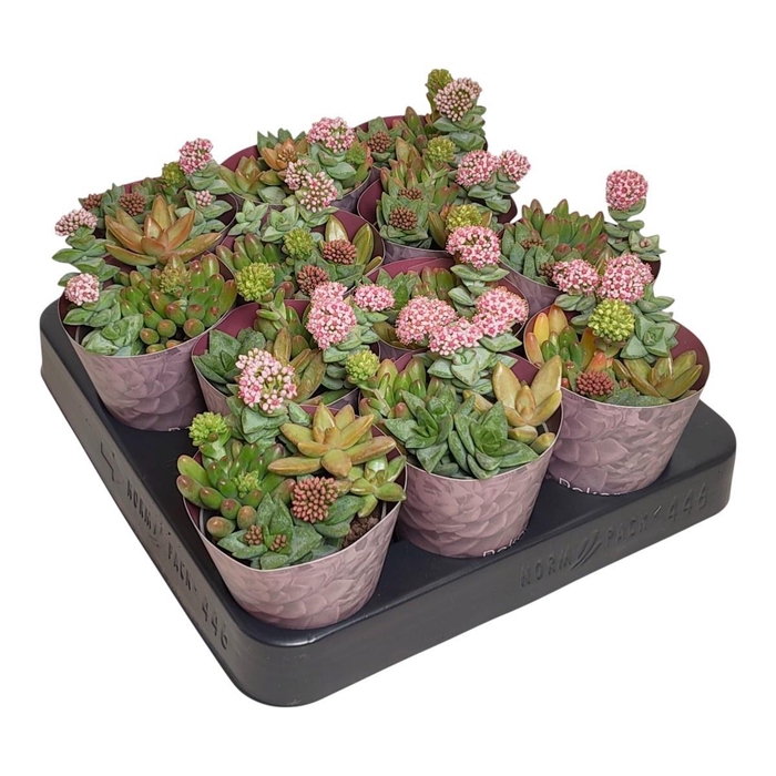 <h4>ARR SUCCULENTEN</h4>