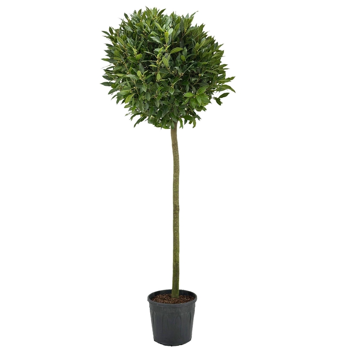 <h4>Laurus nobilis Bol op stam</h4>