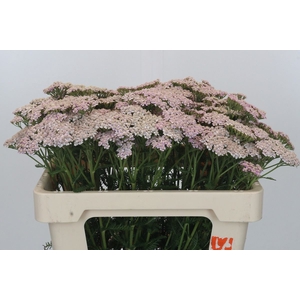 ACHIL M LILAC BEAUTY