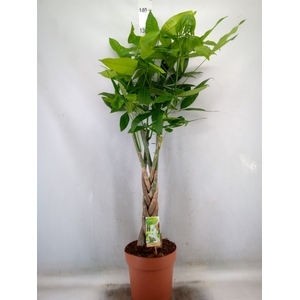 Pachira aquatica