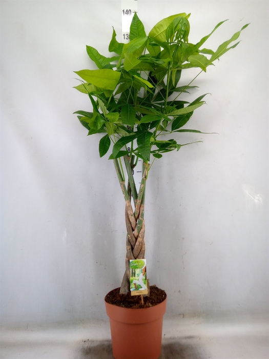 <h4>Pachira aquatica</h4>