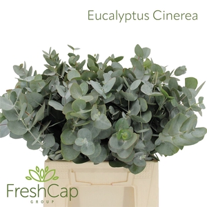Eucalyptus Cinerea