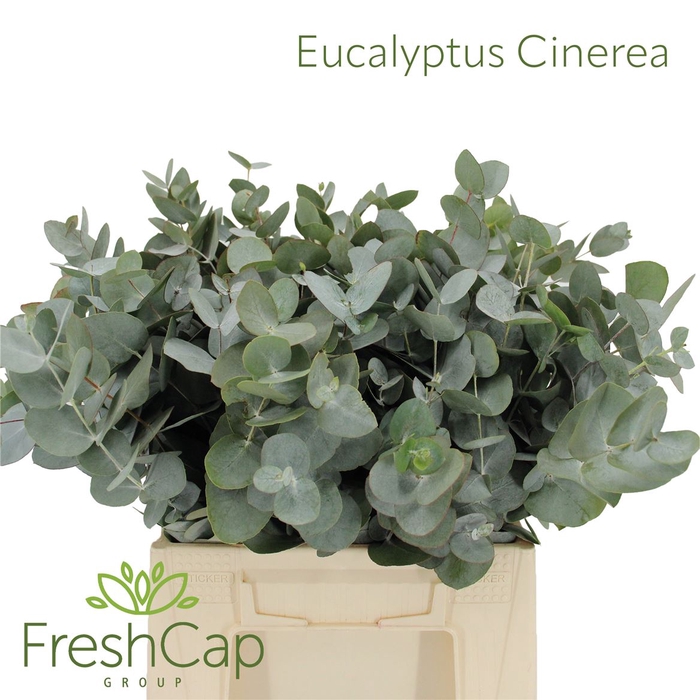 <h4>Eucalyptus Cinerea</h4>