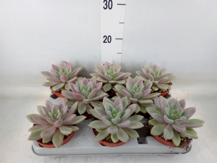 <h4>Succulents   ...</h4>