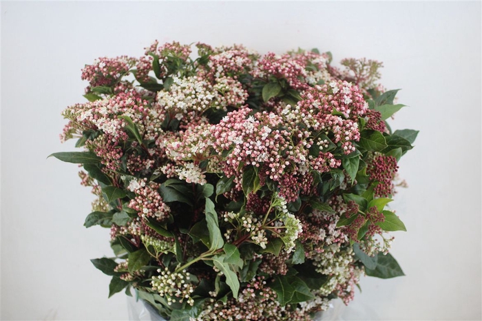 <h4>Viburnum Blooming Valery P Bunch</h4>