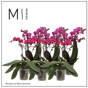 Phalaenopsis Multi Purple 2 spike - 12cm | Mimesis