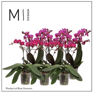 Phalaenopsis Multi Purple 2 spike - 12cm | Mimesis