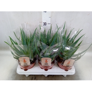 Aloe arborescens