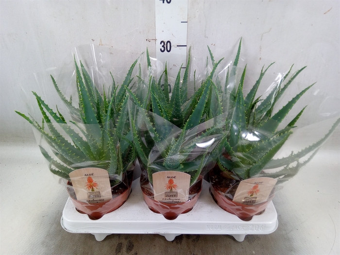 <h4>Aloe arborescens</h4>