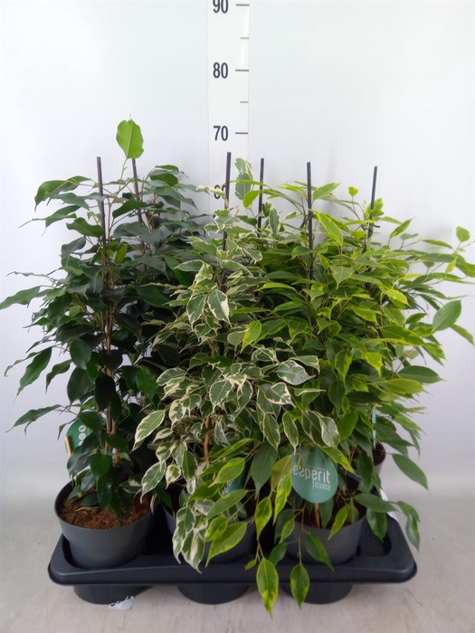 <h4>Ficus benja.   ...mix</h4>