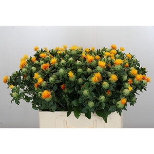 Carthamus Oranje